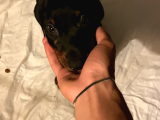 2 Aylik Doberman Yavrumuz