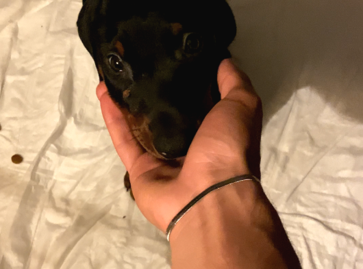 2 Aylik Doberman Yavrumuz görsel