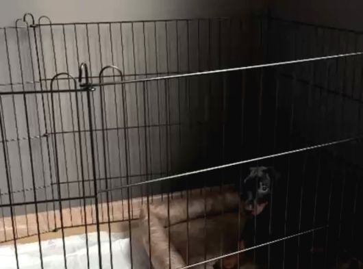 2 Aylik Doberman Yavrumuz görsel