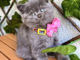 Uyguna Di̇şi̇ Bi̇blo Surat Bri̇ti̇sh Bebek