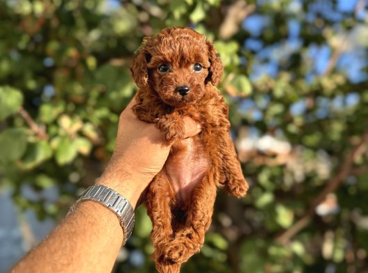 Kore Toy Poodle Yavrulari görsel