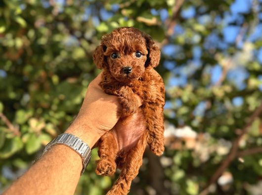 Kore Toy Poodle Yavrulari