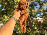 Kore Toy Poodle Yavrulari