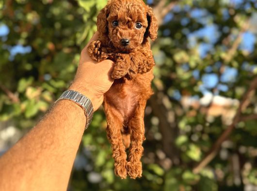 Kore Toy Poodle Yavrulari görsel