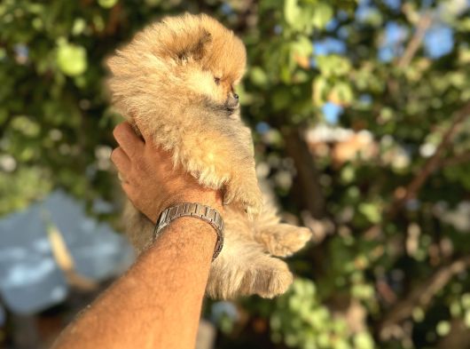 Tedy Bear Pomerani̇an Boo Yavrulari görsel