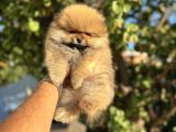 TEDY BEAR POMERANİAN BOO YAVRULARI
