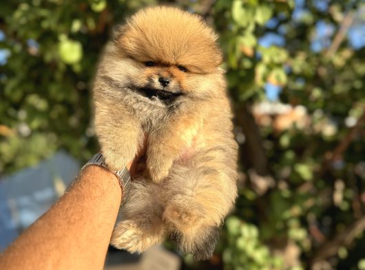 Tedy Bear Pomerani̇an Boo Yavrulari