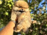 Tedy Bear Pomerani̇an Boo Yavrulari