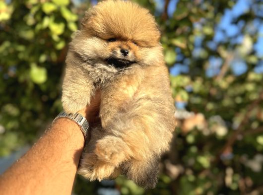 Tedy Bear Pomerani̇an Boo Yavrulari görsel