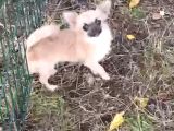 Cesur minik Chihuahua