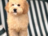 Mini Goldendoodle Yavrumuz 3 Aylık Erkek