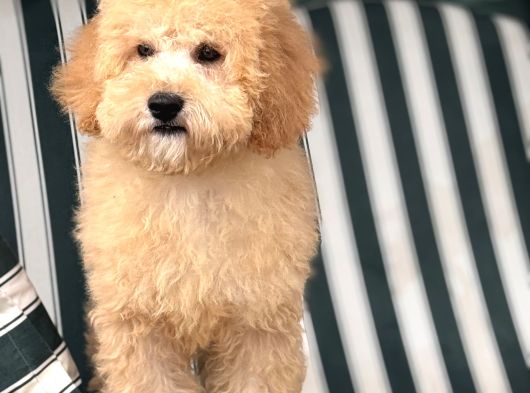 Mini Goldendoodle Yavrumuz 3 Aylık Erkek görsel