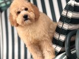 Mini Goldendoodle Yavrumuz 3 Aylık Erkek