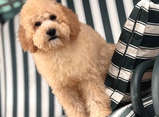Mini Goldendoodle Yavrumuz 3 Aylık Erkek görsel
