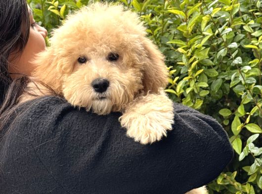 Mini Goldendoodle Yavrumuz 3 Aylık Erkek görsel