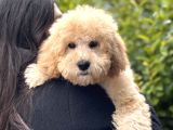 Mini goldendoodle yavrumuz 3 aylık erkek