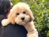 Mini Goldendoodle Yavrumuz 3 Aylık Erkek