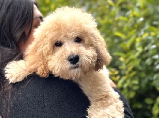 Mini Goldendoodle Yavrumuz 3 Aylık Erkek görsel