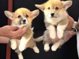 Orjinal Pembroke Welsh Corgi Yavrulat