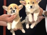 Orjinal pembroke welsh Corgi yavrulat