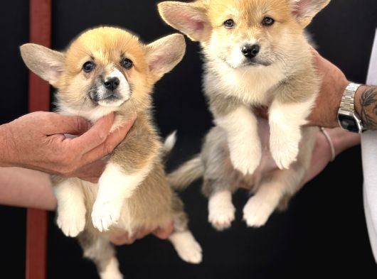 Orjinal pembroke welsh Corgi yavrulat