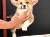 Orjinal Pembroke Welsh Corgi Yavrulat