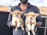 Orjinal Pembroke Welsh Corgi Yavrulat