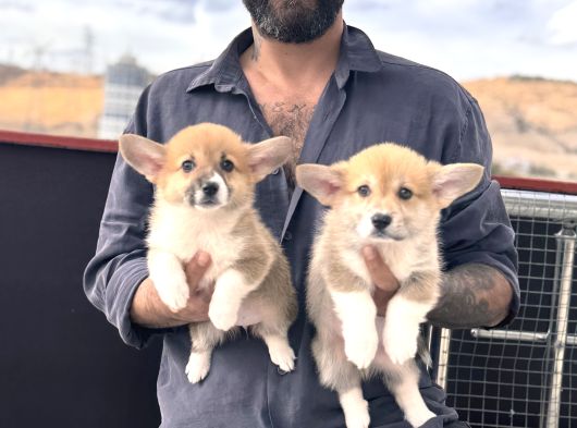 Orjinal Pembroke Welsh Corgi Yavrulat görsel