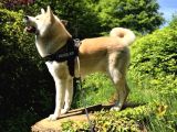 Resmi̇ İşletmeden Japon Aki̇ta Yavrular