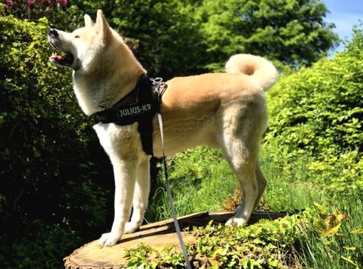 Resmi̇ İşletmeden Japon Aki̇ta Yavrular görsel