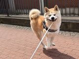 Resmi̇ İşletmeden Japon Aki̇ta Yavrular