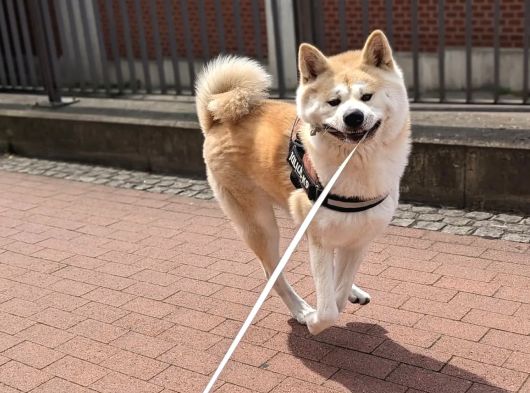 Resmi̇ İşletmeden Japon Aki̇ta Yavrular görsel