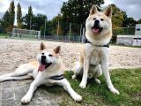 Resmi̇ İşletmeden Japon Aki̇ta Yavrular