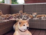 Resmi̇ İşletmeden Japon Aki̇ta Yavrular