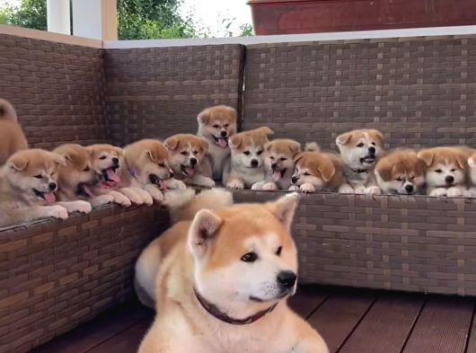 Resmi̇ İşletmeden Japon Aki̇ta Yavrular görsel