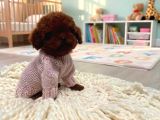 Resmi̇ Ruhsatli İşletmeden Toy Poodle Yavrular
