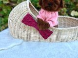 Resmi̇ Ruhsatli İşletmeden Toy Poodle Yavrular