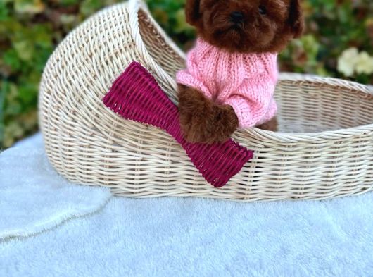 Resmi̇ Ruhsatli İşletmeden Toy Poodle Yavrular görsel
