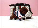 Resmi̇ Ruhsatli İşletmeden Toy Poodle Yavrular