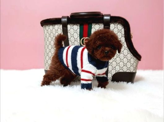 Resmi̇ Ruhsatli İşletmeden Toy Poodle Yavrular görsel
