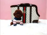 Resmi̇ Ruhsatli İşletmeden Toy Poodle Yavrular