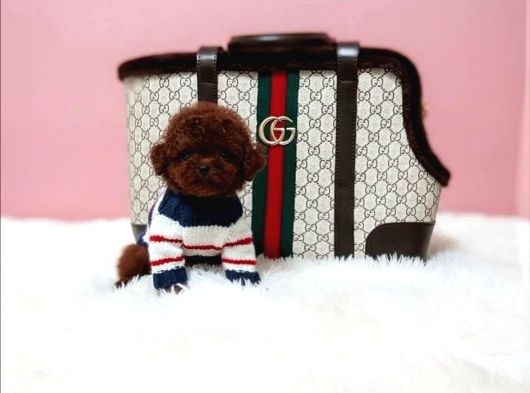 Resmi̇ Ruhsatli İşletmeden Toy Poodle Yavrular görsel