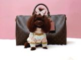 Resmi̇ Ruhsatli İşletmeden Toy Poodle Yavrular