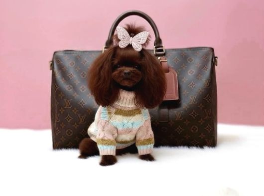Resmi̇ Ruhsatli İşletmeden Toy Poodle Yavrular görsel