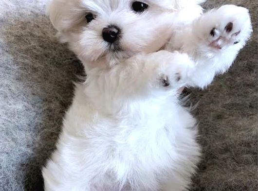 A Kalite Maltese Yavruları görsel