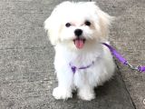 A Kalite Maltese Yavruları
