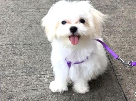 A Kalite Maltese Yavruları