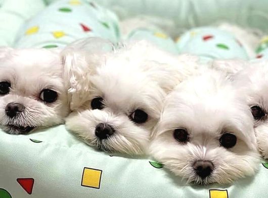 A Kalite Maltese Yavruları görsel