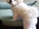 A Kalite Maltese Yavruları