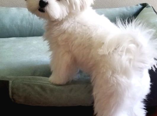 A Kalite Maltese Yavruları görsel